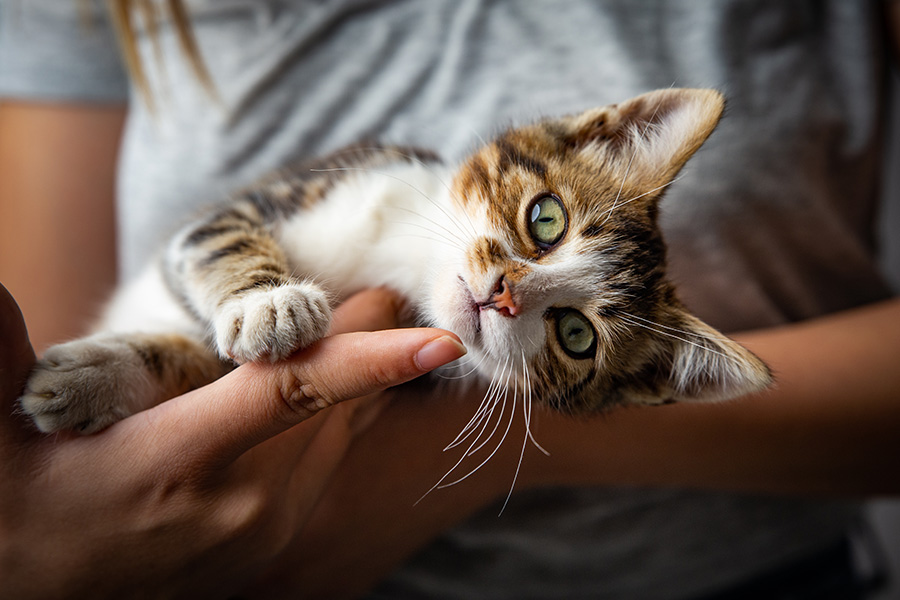 Cat on onwer arms resting