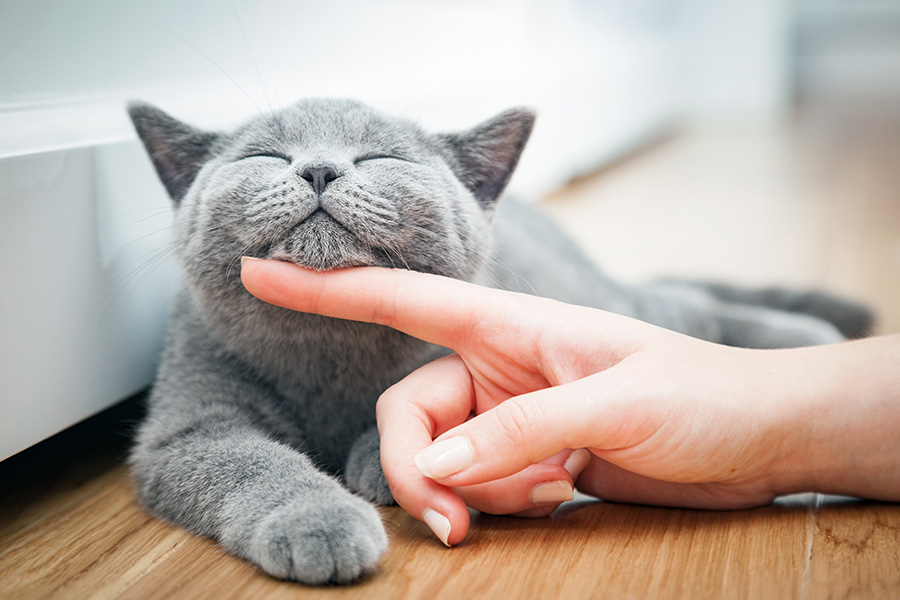Cat puring with onwer on woodfloor