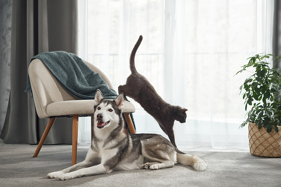 Dog and cat resting and playing in the livingroom