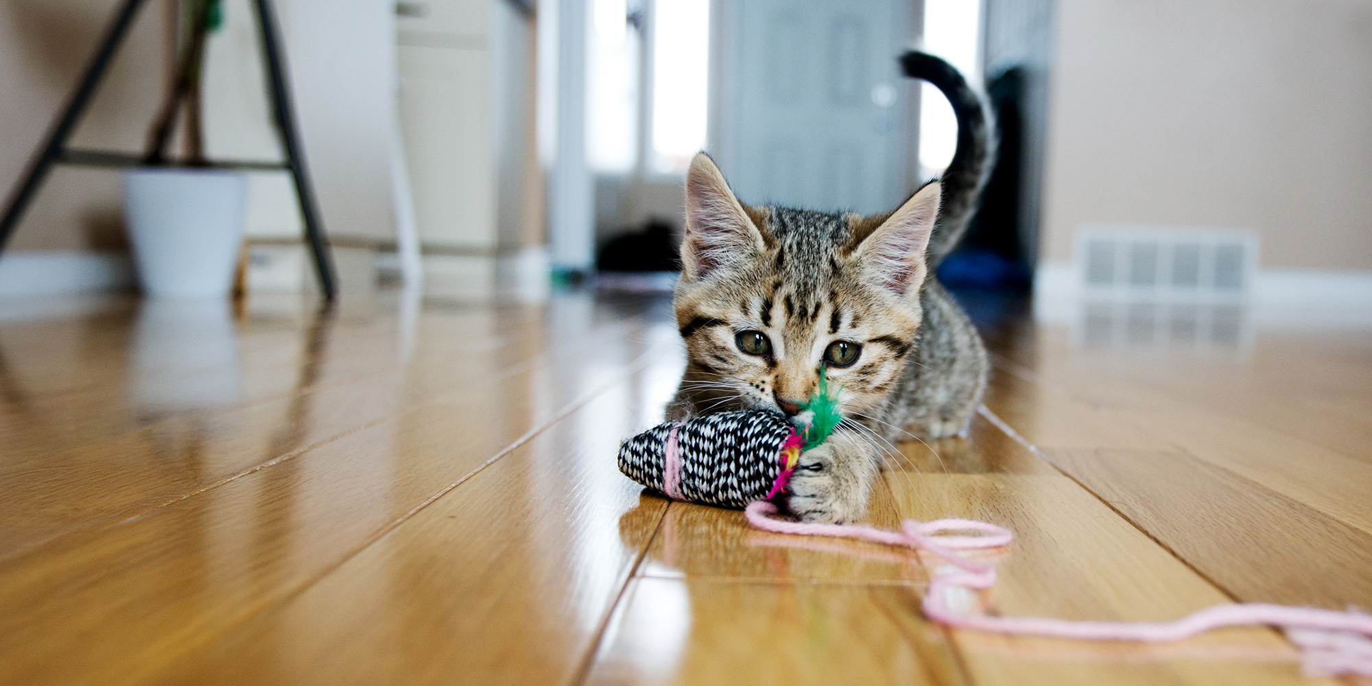 Palm Beach Petsitters